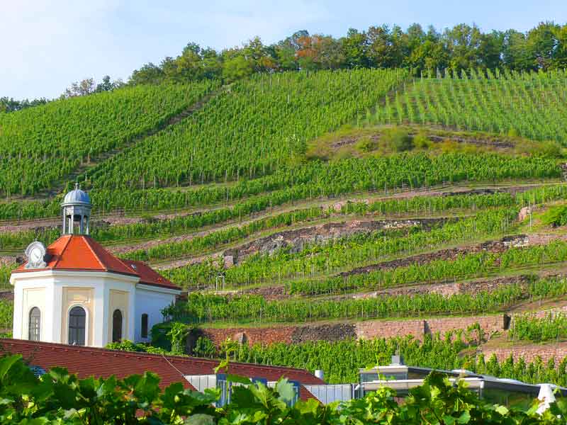 Виноделие и вина Германии. Саксония - экскурсия AndyGo